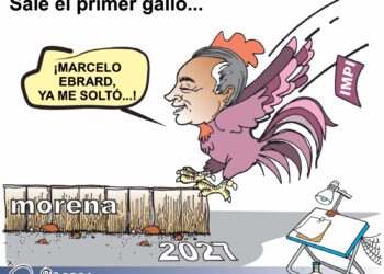 Sale el primer gallo: Marcelo Ebrard y el camino al 2027 | Cartón de Carbajal.,